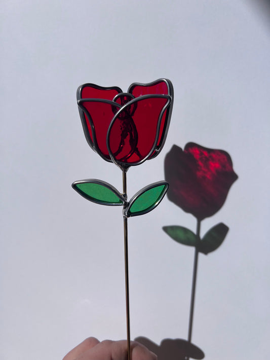 Deep Ruby Red Rose