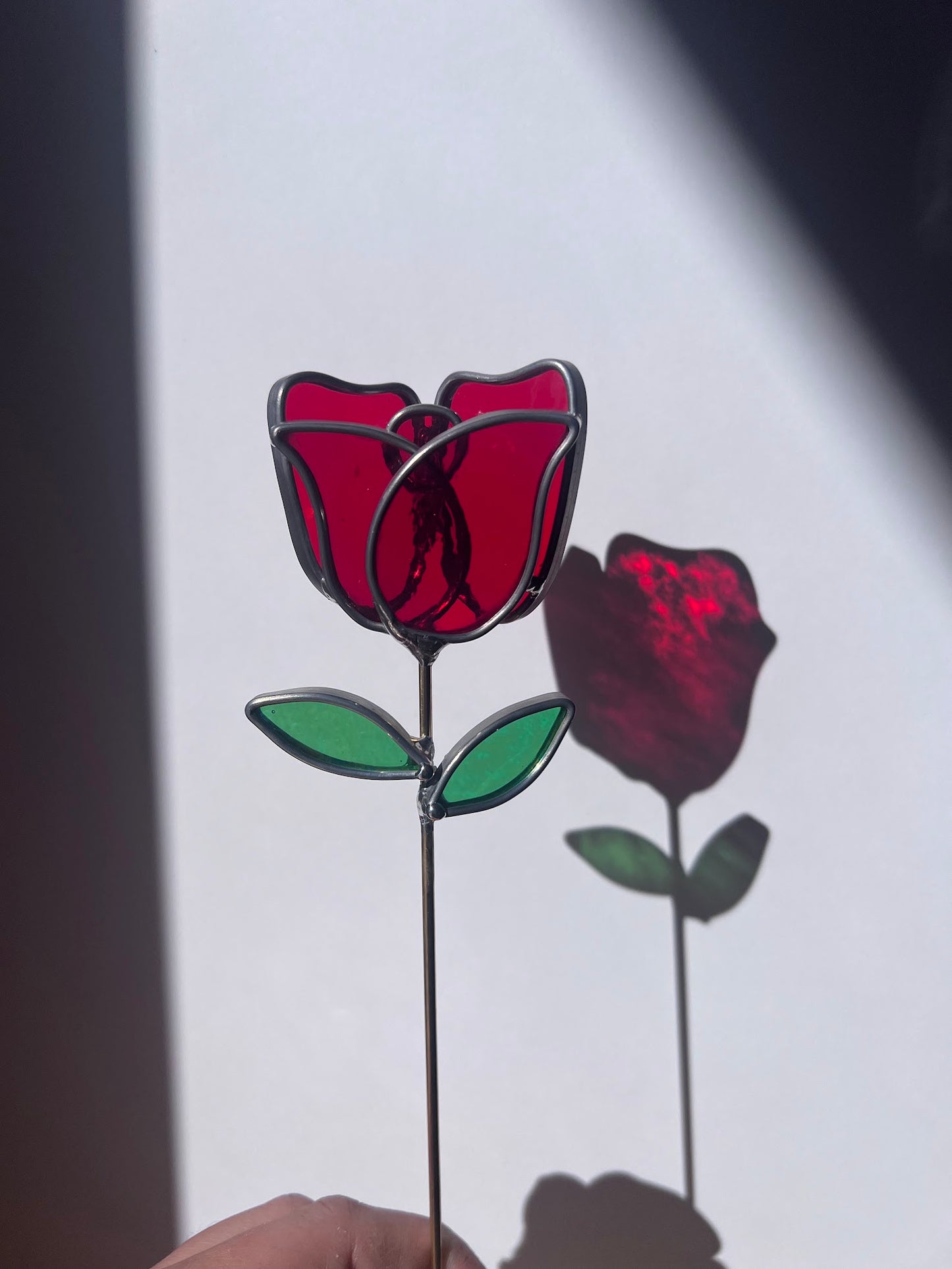 Deep Ruby Red Rose